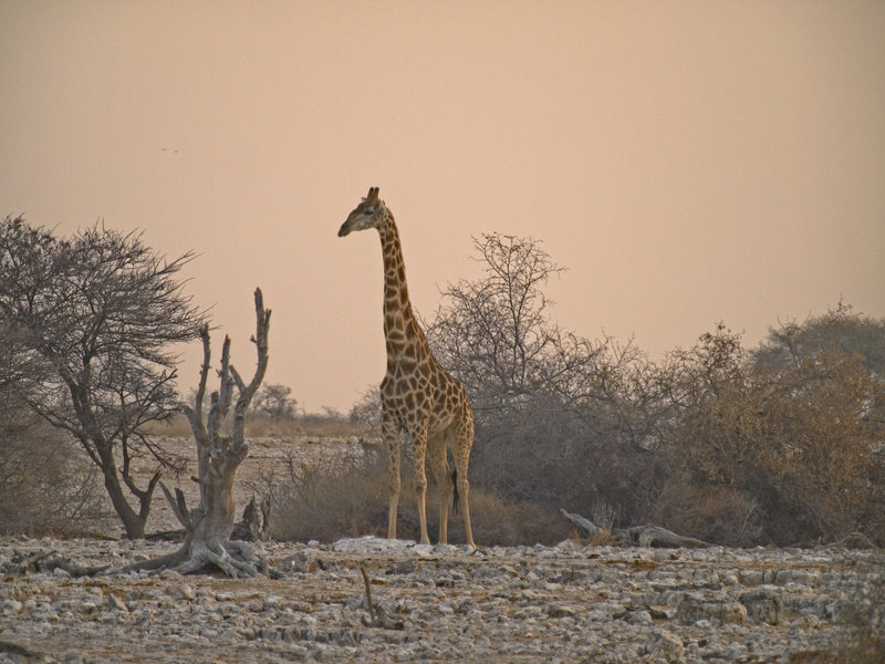 Okaukuejo, Giraffe